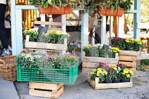 Closeup assortment of colorful chrysanthemum flowers in garden store centre. Daisy flowers in planting pots.