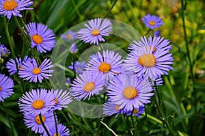 Closeup of Aster alpinus