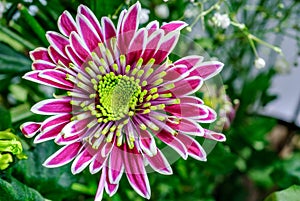 Closeup aster flower