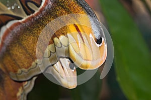 Closeup of an atlas moth wing perching on tree branch