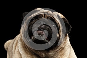 Closeup Attentively Pug Dog Curious Looking up, Black Isolated Background