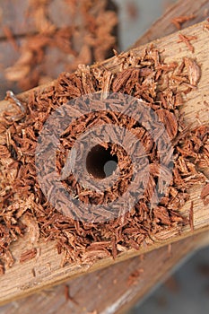 Closeup Auger bit Drilling Wood