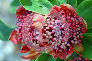 Closeup of Australian native waratahs, viewed from above, Telopea speciosissima