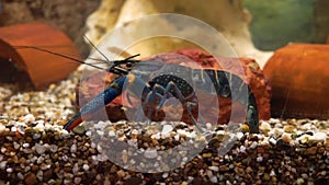 Closeup of a australian red claw crayfish, popular aquarium pet from queensland in australia