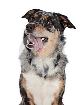 Closeup Australian Shepherd Dog Tongue Out