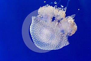 Closeup Australian spotted jellyfish, phyllorhiza punctata