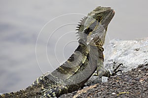 Closeup of Australian Water Dragon