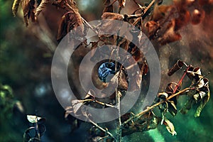 Closeup autumn blackthorn bush