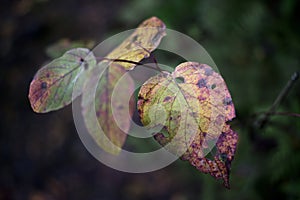 Closeup of autumn broken leaves on dark background, shallow DOF