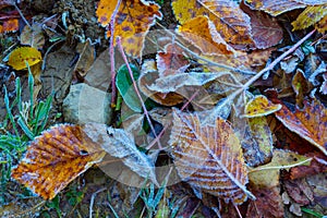 Closeup autumn dry frozen leafes