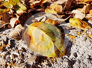 Closeup of autumn leaf on stone. Fall leaves in the background.