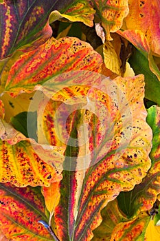 Closeup of autumn leaves