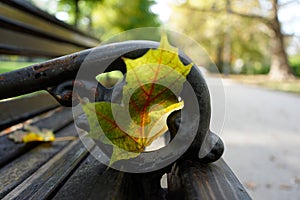 Closeup of the autumn leaves on the bench in the park