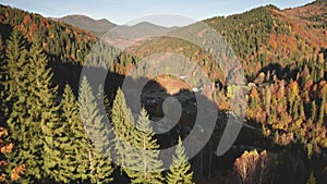 Closeup autumn mountain forest aerial. Nobody nature countryside landscape. Fir, colorful leafy tree