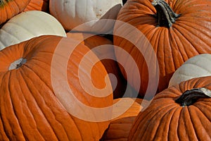 Closeup of autumn pumpkins