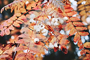 Closeup of autumn red colored leaves and white berries of Chinese rowan tree, Sorbus koehneana in nature. Selective photo