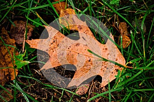 Closeup of an autumn yellow oak leaf lying on the ground amidst green grass