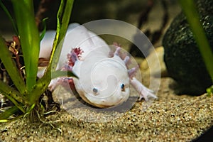 A closeup of a Axolotl walking on sand.