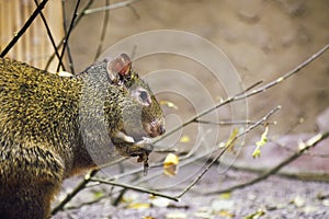 Azara`s agouti Dasyprocta azarae