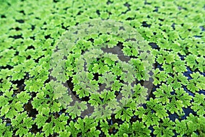 Closeup Azolla caroliniana or Mosquito fern, Water fern. It is a small aquatic plant in the family of ferns. It grows on water