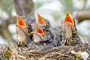 Closeup baby birds with wide open mouth on the nest. Young birds with orange beak, nestling in wildlife