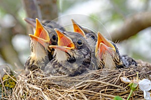 Closeup baby birds with wide open mouth on the nest. Young birds with orange beak, nestling in wildlife