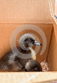 Closeup of baby Cayuga ducks in a cardboard box, on the way to their new home