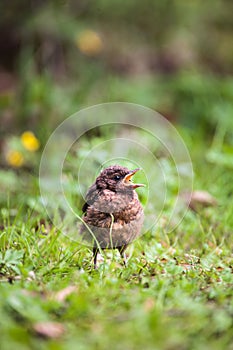 Closeup of a baby Common Blackbird