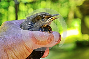 Closeup of a baby Common Blackbird Turdus merula