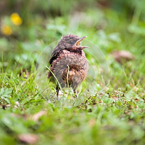 Closeup of a baby Common Blackbird