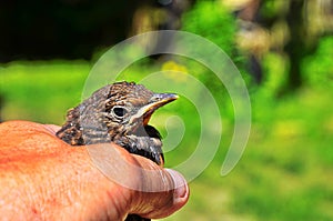 Closeup of a baby Common Blackbird Turdus merula