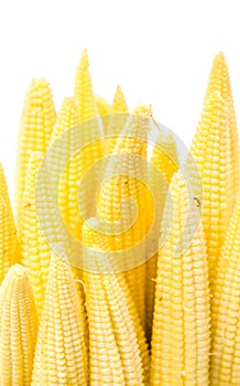 Closeup baby corn isolated on white background