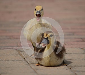 Closeup of baby duck quacking