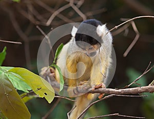 Closeup of baby Golden Squirrel Monkey Saimiri sciureus looking down from branch, Bolivia