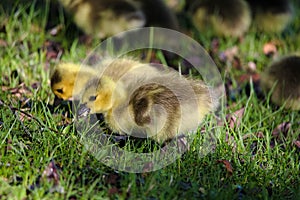 Closeup of baby goslings eating bread scraps
