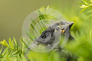 Closeup Baby Grackle Head