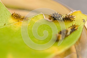 Detailné z húsenice z spoločný vápno motýľ 