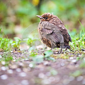 Closeup of a baby male Common Blackbird