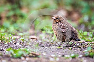 Closeup of a baby male Common Blackbird