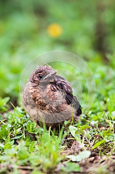 Closeup of a baby male Common Blackbird