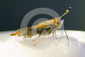 Closeup of a Baby Monarch Butterfly feeding on nectar