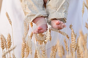 Closeup of baby's bare feet with ears of wheat as background. Man holding little baby in the field on a sunny summer day
