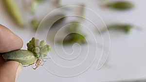 Closeup of a Baby succulent plant with roots sprout from a single succulent leaf with selective focus and blur background