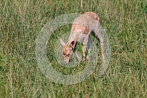 Closeup of baby tule elk grazing in a field covered in greenery under the sunlight
