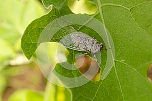 Closeup Back Of Grey Cicada On Green Leaf