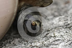 Closeup on the back of an Grey-patched mining bee, Andrena nitida, infected with a Stylops melitta parasite