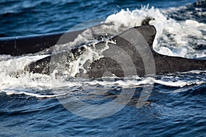 Closeup back of humpback whale