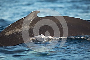 Closeup back of humpback whale