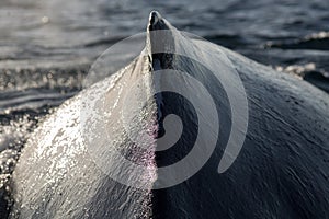 Closeup back of humpback whale