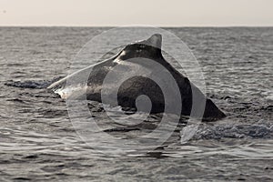 Closeup back of humpback whale